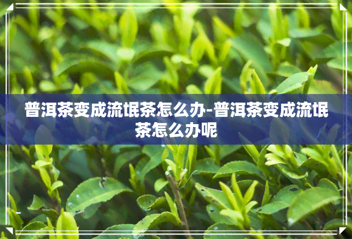 普洱茶变成流氓茶怎么办-普洱茶变成流氓茶怎么办呢