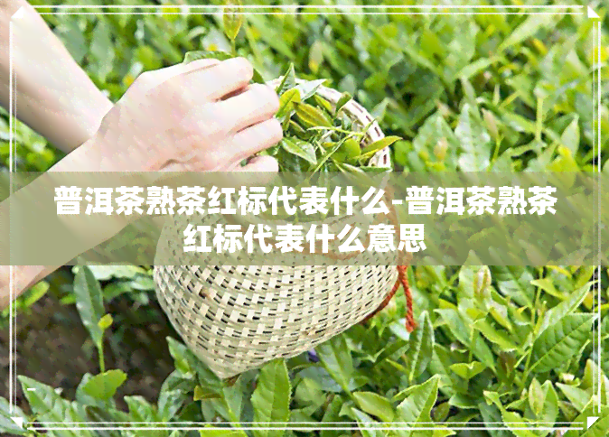 普洱茶熟茶红标代表什么-普洱茶熟茶红标代表什么意思