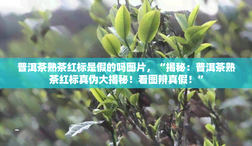 普洱茶熟茶红标是假的吗图片，“揭秘：普洱茶熟茶红标真伪大揭秘！看图辨真假！”