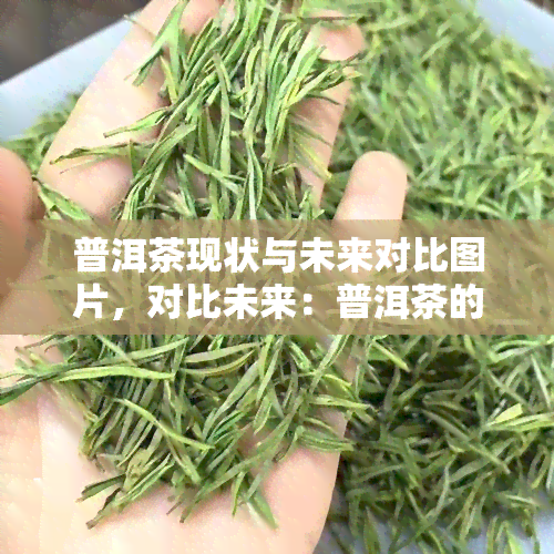 普洱茶现状与未来对比图片，对比未来：普洱茶的现状与展望