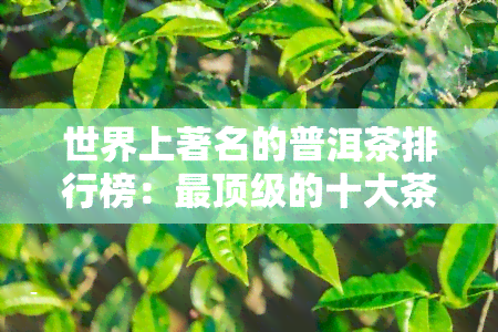 世界上著名的普洱茶排行榜：最顶级的十大茶品