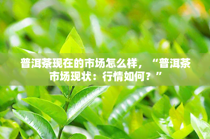 普洱茶现在的市场怎么样，“普洱茶市场现状：行情如何？”