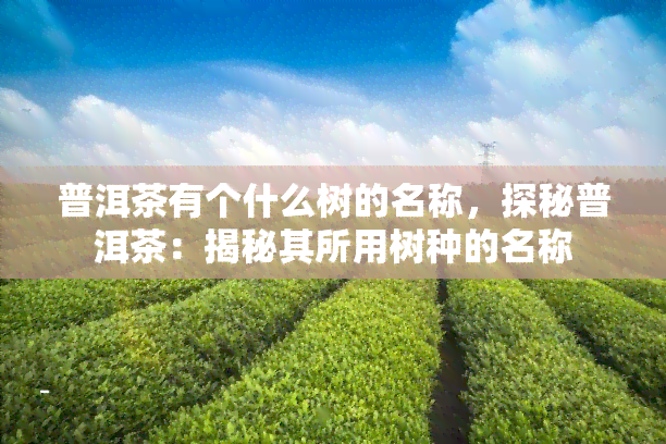 普洱茶有个什么树的名称，探秘普洱茶：揭秘其所用树种的名称