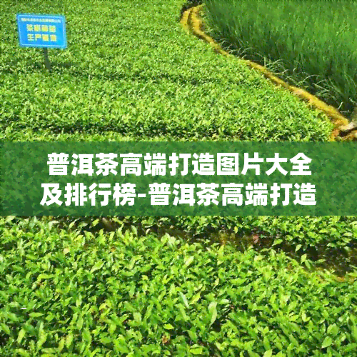 普洱茶高端打造图片大全及排行榜-普洱茶高端打造图片大全及排行榜下载