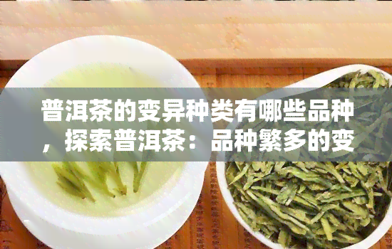 普洱茶的变异种类有哪些品种，探索普洱茶：品种繁多的变异之旅