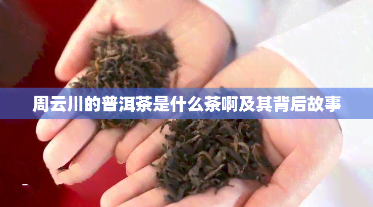 周云川的普洱茶是什么茶啊及其背后故事