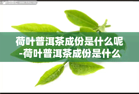 荷叶普洱茶成份是什么呢-荷叶普洱茶成份是什么呢