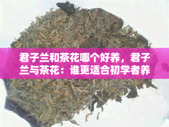 君子兰和茶花哪个好养，君子兰与茶花：谁更适合初学者养护？