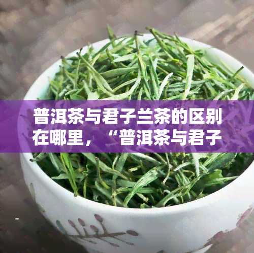 普洱茶与君子兰茶的区别在哪里，“普洱茶与君子兰茶：品味与养生的不同之处”