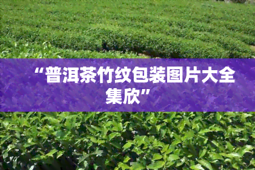 “普洱茶竹纹包装图片大全集欣”