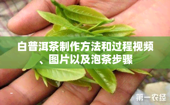 白普洱茶制作方法和过程视频、图片以及泡茶步骤