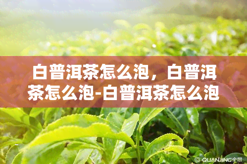 白普洱茶怎么泡，白普洱茶怎么泡-白普洱茶怎么泡