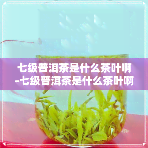 七级普洱茶是什么茶叶啊-七级普洱茶是什么茶叶啊图片