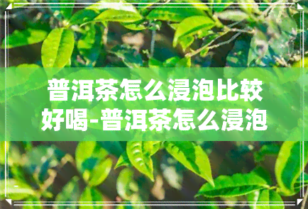 普洱茶怎么浸泡比较好喝-普洱茶怎么浸泡比较好喝一点