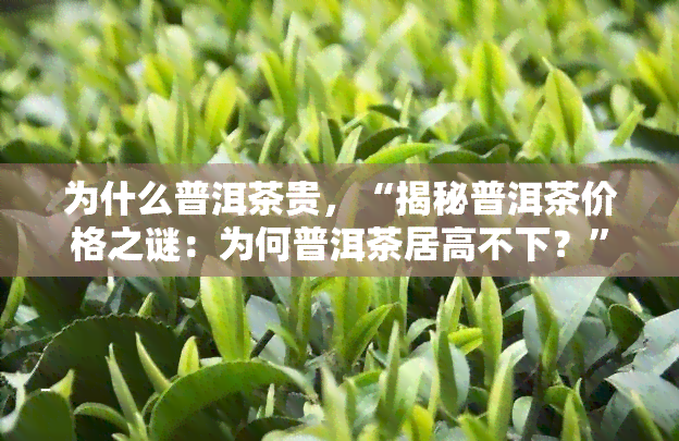 为什么普洱茶贵，“揭秘普洱茶价格之谜：为何普洱茶居高不下？”