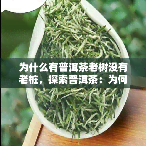 为什么有普洱茶老树没有老桩，探索普洱茶：为何老树有而老桩无？