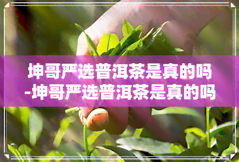 坤哥严选普洱茶是真的吗-坤哥严选普洱茶是真的吗还是假的