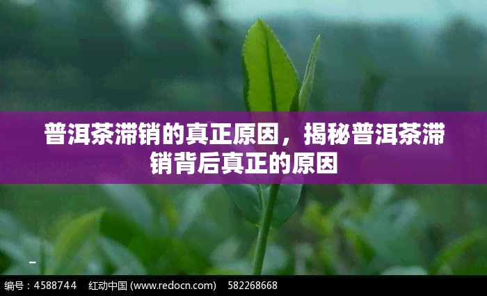 普洱茶滞销的真正原因，揭秘普洱茶滞销背后真正的原因