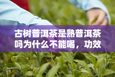 古树普洱茶是熟普洱茶吗为什么不能喝，功效与作用