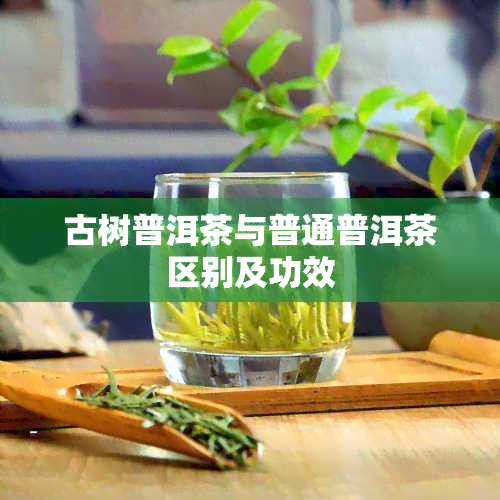 古树普洱茶与普通普洱茶区别及功效