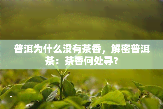 普洱为什么没有茶香，解密普洱茶：茶香何处寻？