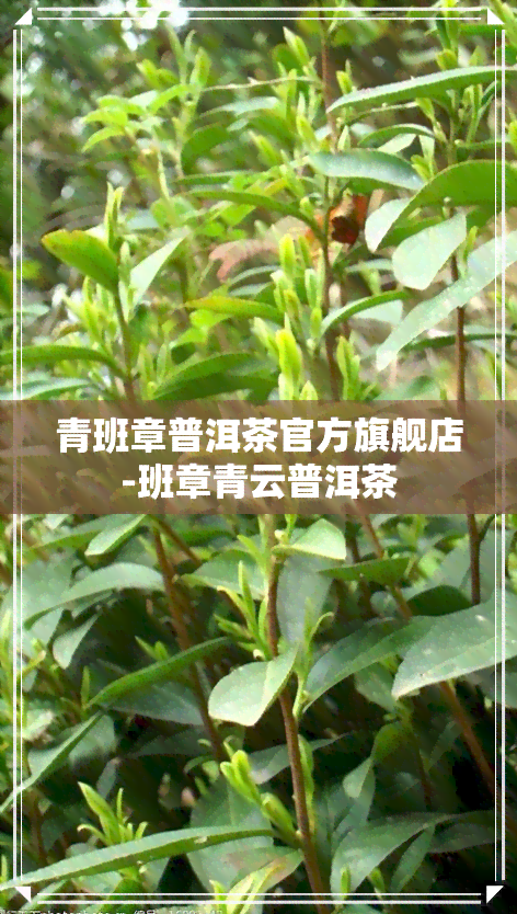 青班章普洱茶官方旗舰店-班章青云普洱茶