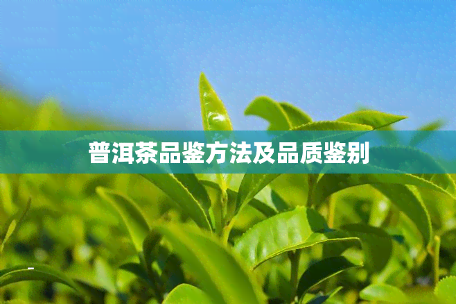 普洱茶品鉴方法及品质鉴别