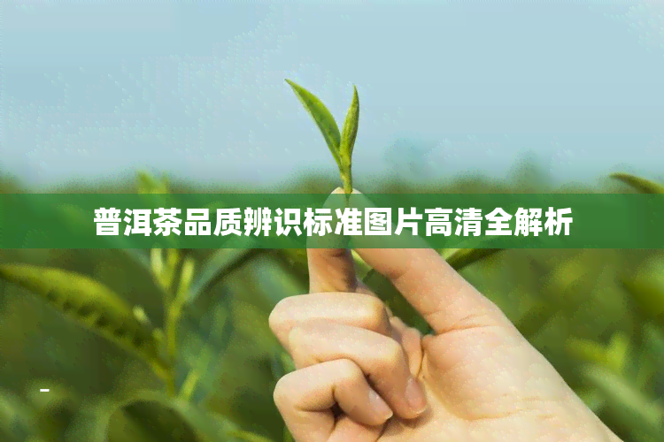 普洱茶品质辨识标准图片高清全解析