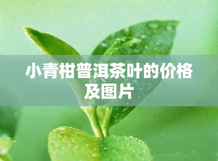 小青柑普洱茶叶的价格及图片