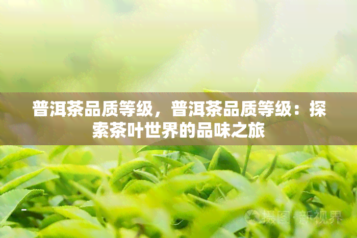 普洱茶品质等级，普洱茶品质等级：探索茶叶世界的品味之旅