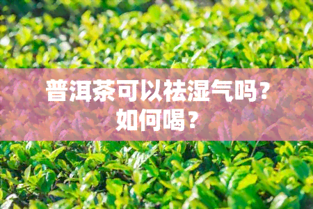 普洱茶可以祛湿气吗？如何喝？