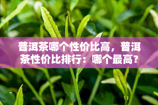 普洱茶哪个性价比高，普洱茶性价比排行：哪个更高？