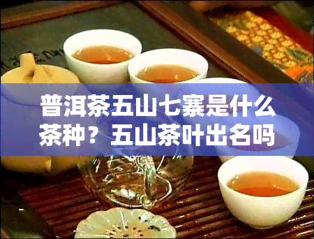 普洱茶五山七寨是什么茶种？五山茶叶出名吗？