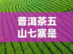 普洱茶五山七寨是哪几种茶，揭秘普洱茶：探索五山七寨的茶叶世界