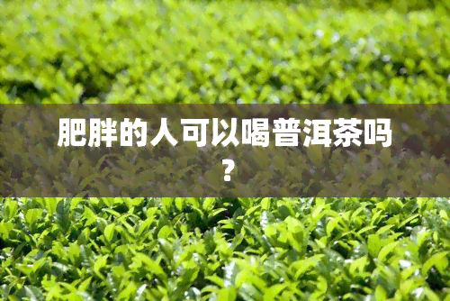 肥胖的人可以喝普洱茶吗？