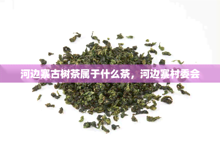 河边寨古树茶属于什么茶，河边寨村委会