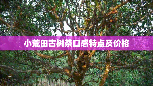 小荒田古树茶口感特点及价格