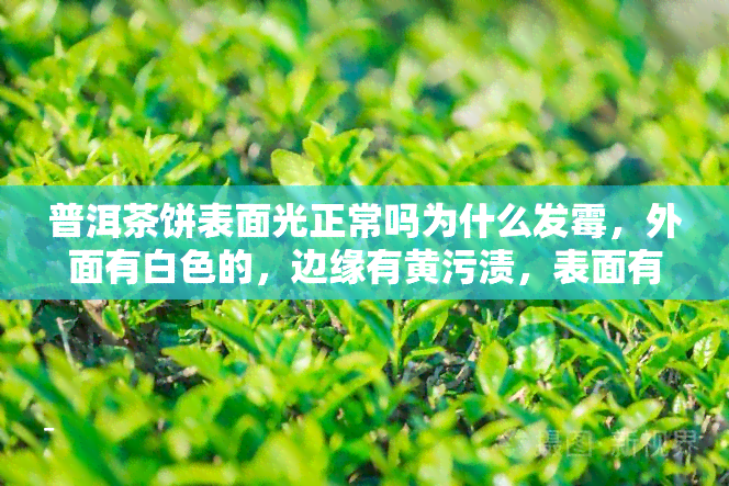 普洱茶饼表面光正常吗为什么发霉，外面有白色的，边缘有黄污渍，表面有粉末是什么？