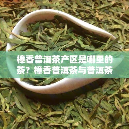 樟香普洱茶产区是哪里的茶？樟香普洱茶与普洱茶的区别