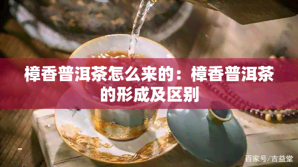 樟香普洱茶怎么来的：樟香普洱茶的形成及区别