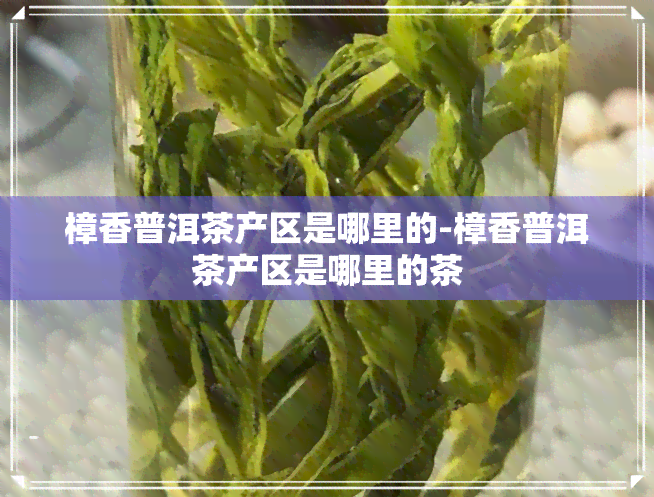 樟香普洱茶产区是哪里的-樟香普洱茶产区是哪里的茶