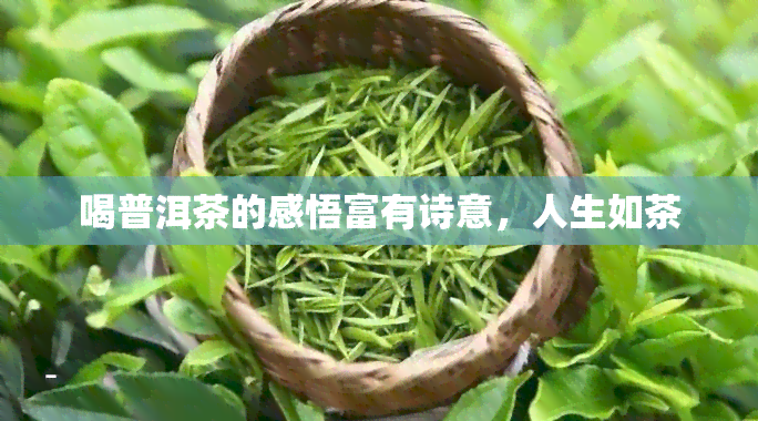 喝普洱茶的感悟富有诗意，人生如茶