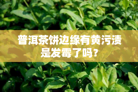 普洱茶饼边缘有黄污渍是发霉了吗？