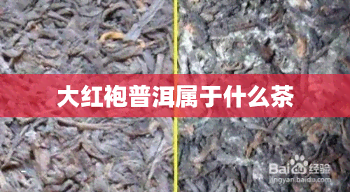 大红袍普洱属于什么茶