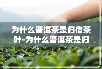 为什么普洱茶是归宿茶叶-为什么普洱茶是归宿茶叶呢