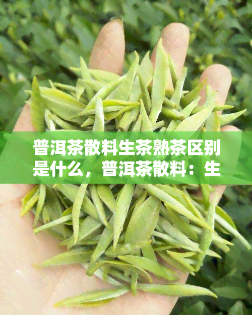 普洱茶散料生茶熟茶区别是什么，普洱茶散料：生茶与熟茶的区别一览