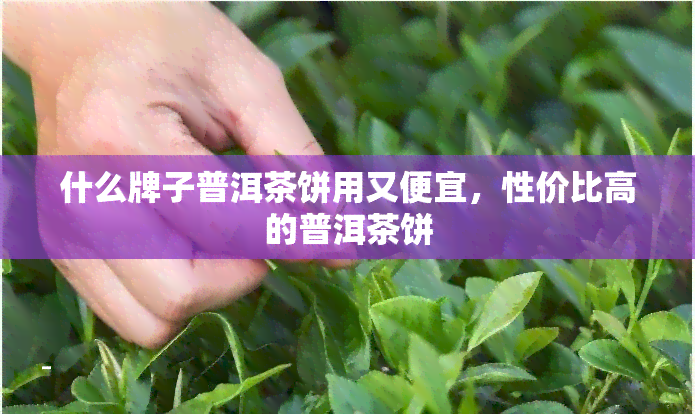 什么牌子普洱茶饼用又便宜，性价比高的普洱茶饼