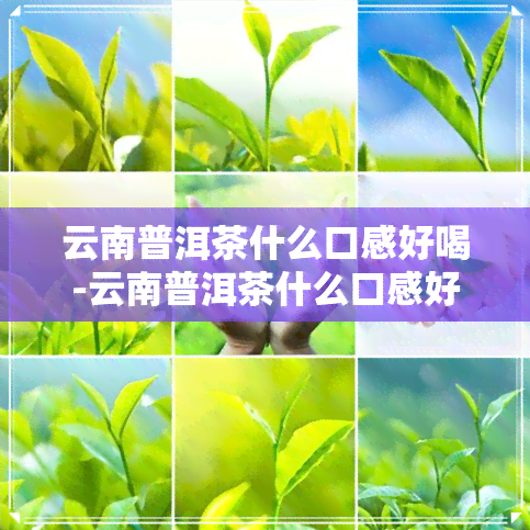 云南普洱茶什么口感好喝-云南普洱茶什么口感好喝一点