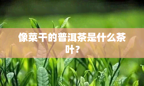 像菜干的普洱茶是什么茶叶？