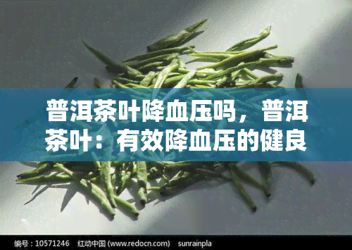 普洱茶叶降血压吗，普洱茶叶：有效降血压的健良方？